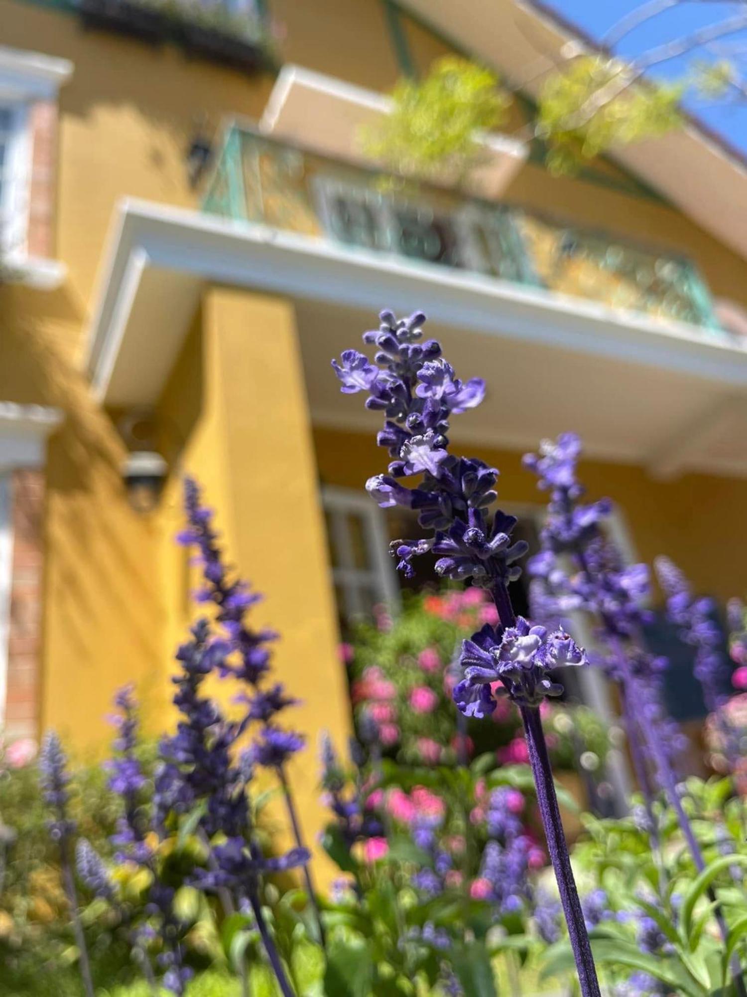 Bich Dao Boutique - Dalat Hotel Exterior foto